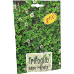 Seme prato trifoglio repens nano gr 100